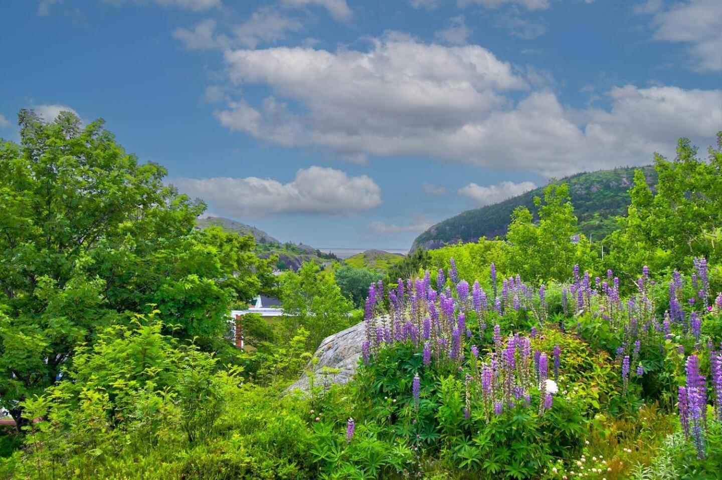 The Vista At Quidi Vidi - Stunning Views & Trails Villa St. John's Exterior foto